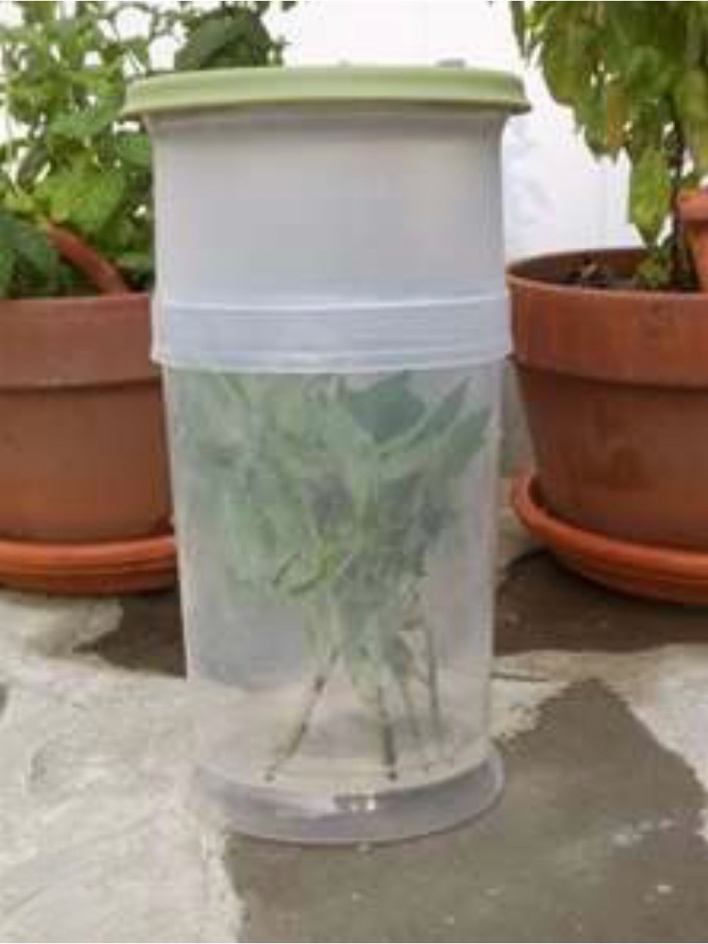 Pampered Chef Herb Keeper with Detachable Measuring Cup